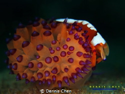 Periclimenes imperator on Janolus savinkini by Dennis Chen 